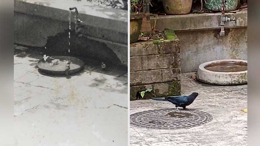 A trough for the birds that has stood the test of time. Sati is still known to call down from the second floor asking about the birds that come a-visiting. There are some regular callers!