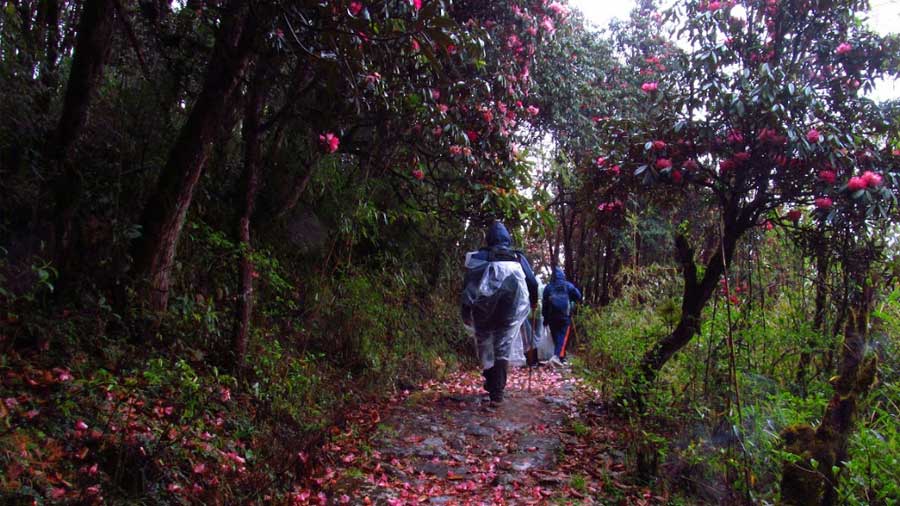 The trail from Dhotrey to Tonglu is scattered with petals of red and pink flowers in April-May