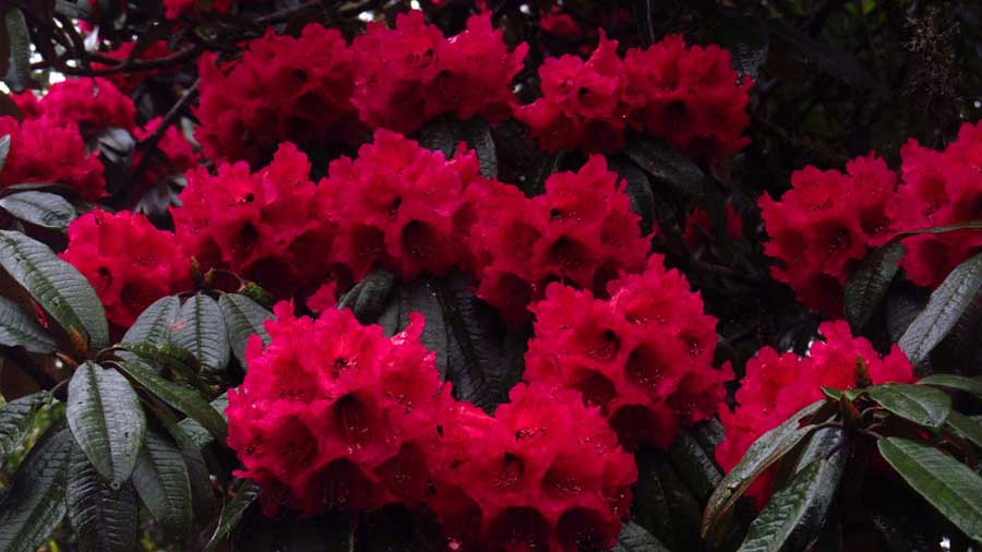 Rhododendron blooms can be seen in April-May