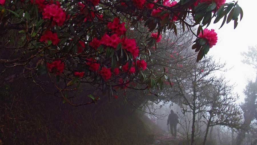 The trail covered in fog