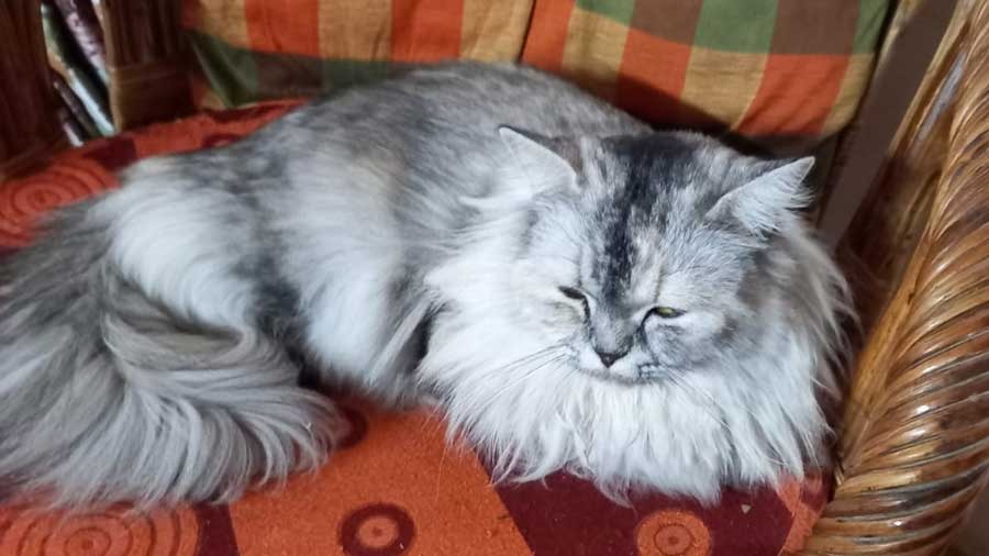 Ruskin Bond's Persian cat, Mimi