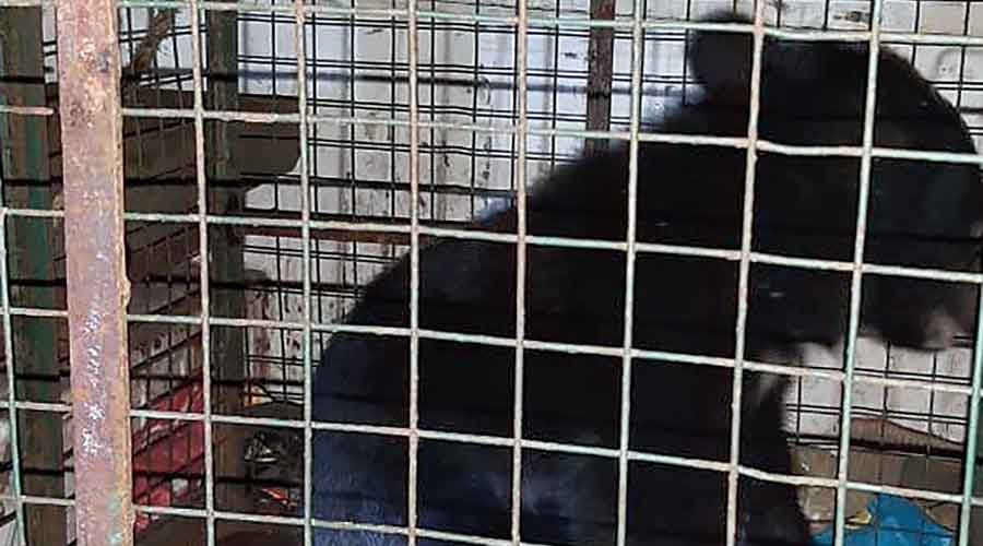 The rescued Himalayan black bear in the cage on Thursday before it was released into the wild. 