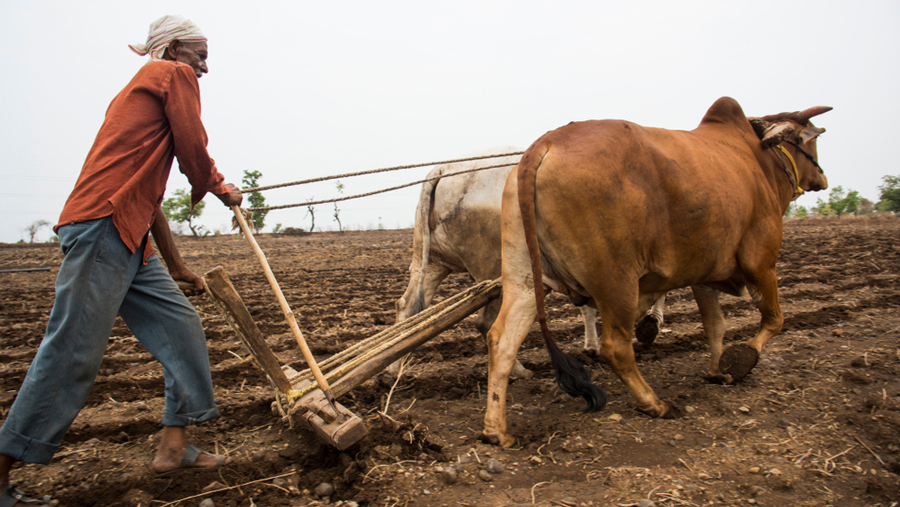 Farm left in the lurch  -Budgetary allocation under the PM-Kisan Samman Nidhi scheme has been reduced to Rs 65,000-crore from Rs 75,000-crore this year