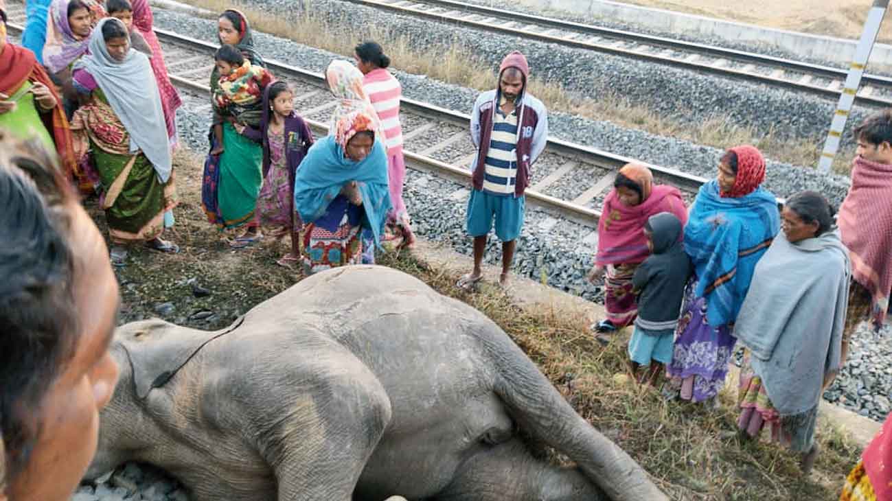 Locals gather near the carcass of one of the elephants near Mahipani railway crossing