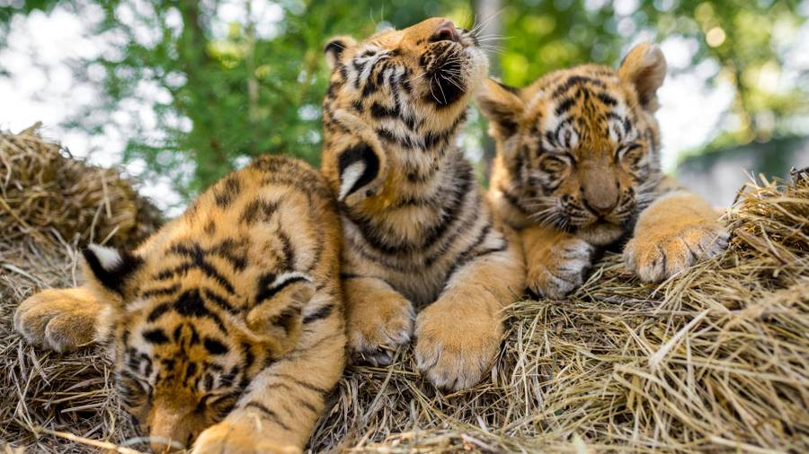 bengal tiger newborn cubs