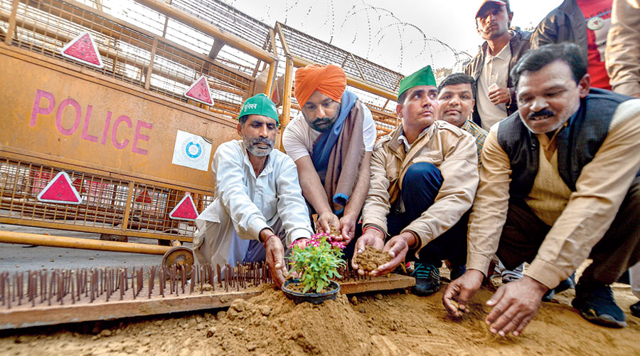 Farmers plant saplings near the spikes studded on the road to cut off the Ghazipur protest site from Delhi. 