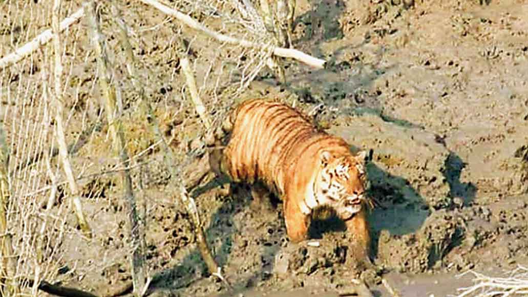 The tiger approaches a muddy bank of the Kukrekhali river in the Sunderbans on Wednesday.