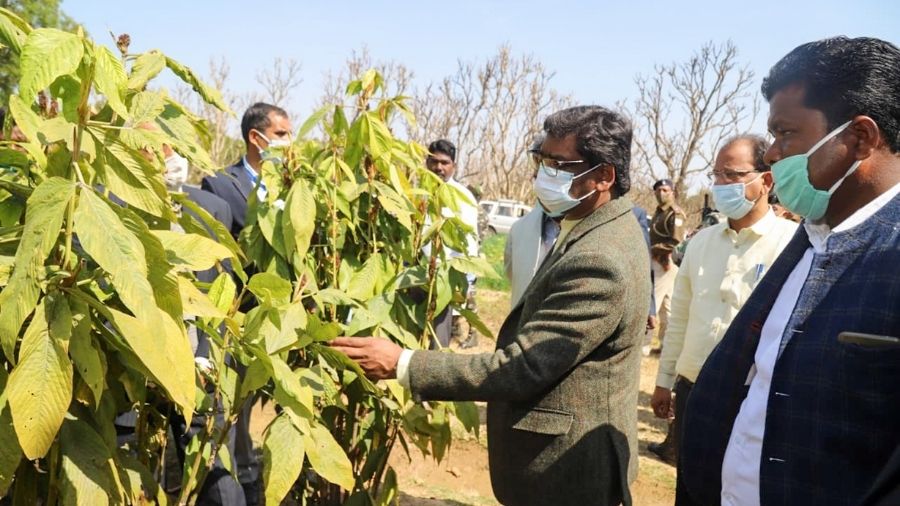 Hemant Soren plants another sapling on the premises of the Indian Institute of Natural Resin and Gum on Thursday.