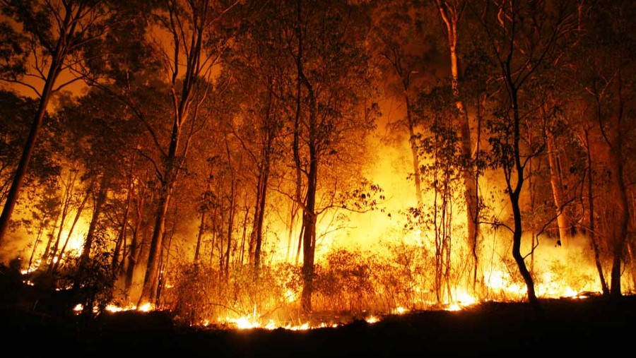 Bio diversity gets a jolt during such fires
