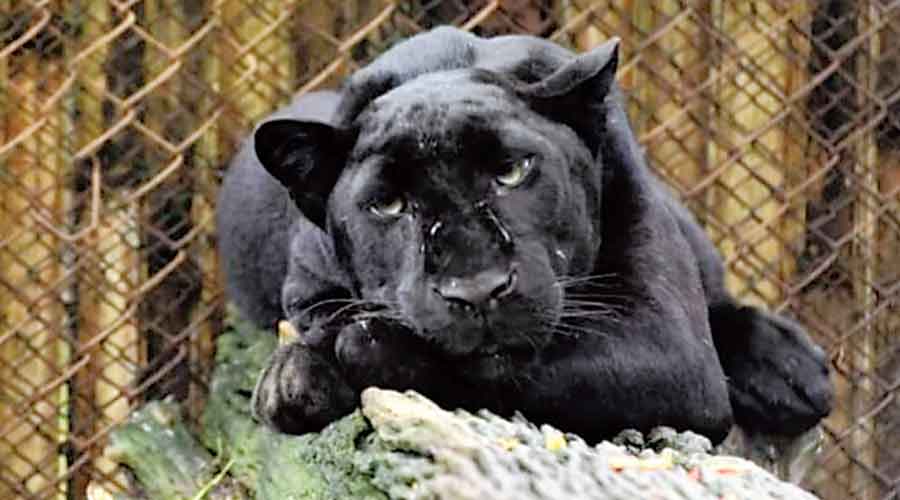 Goa: Rescued black panther shifted to zoo for observation - TrendRadars ...