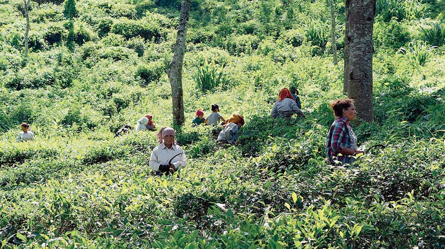    Assam tea pay hike brews Bengal ripples