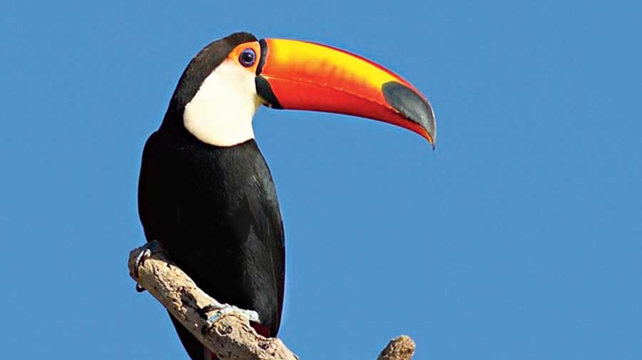 Zoo Toucan