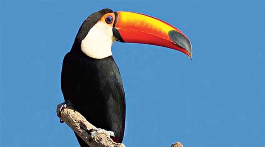 Three off roster for toucan theft 