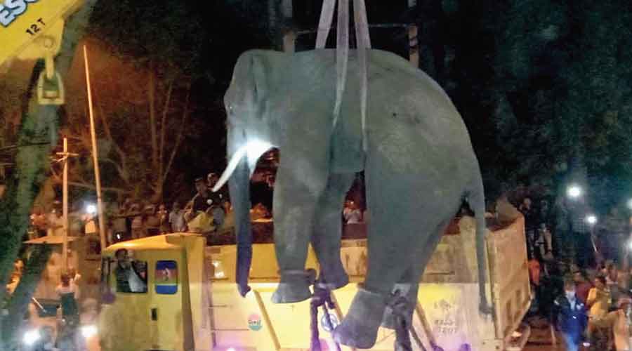 A crane lifts the elephant onto a truck