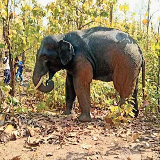 The elephant released in the Sukhakhali forests in the Chandra range on Friday