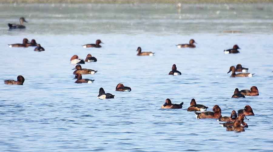 Migratory waterbirds, ferruginous ducks, from Central Asia and Europe in Kaziranga