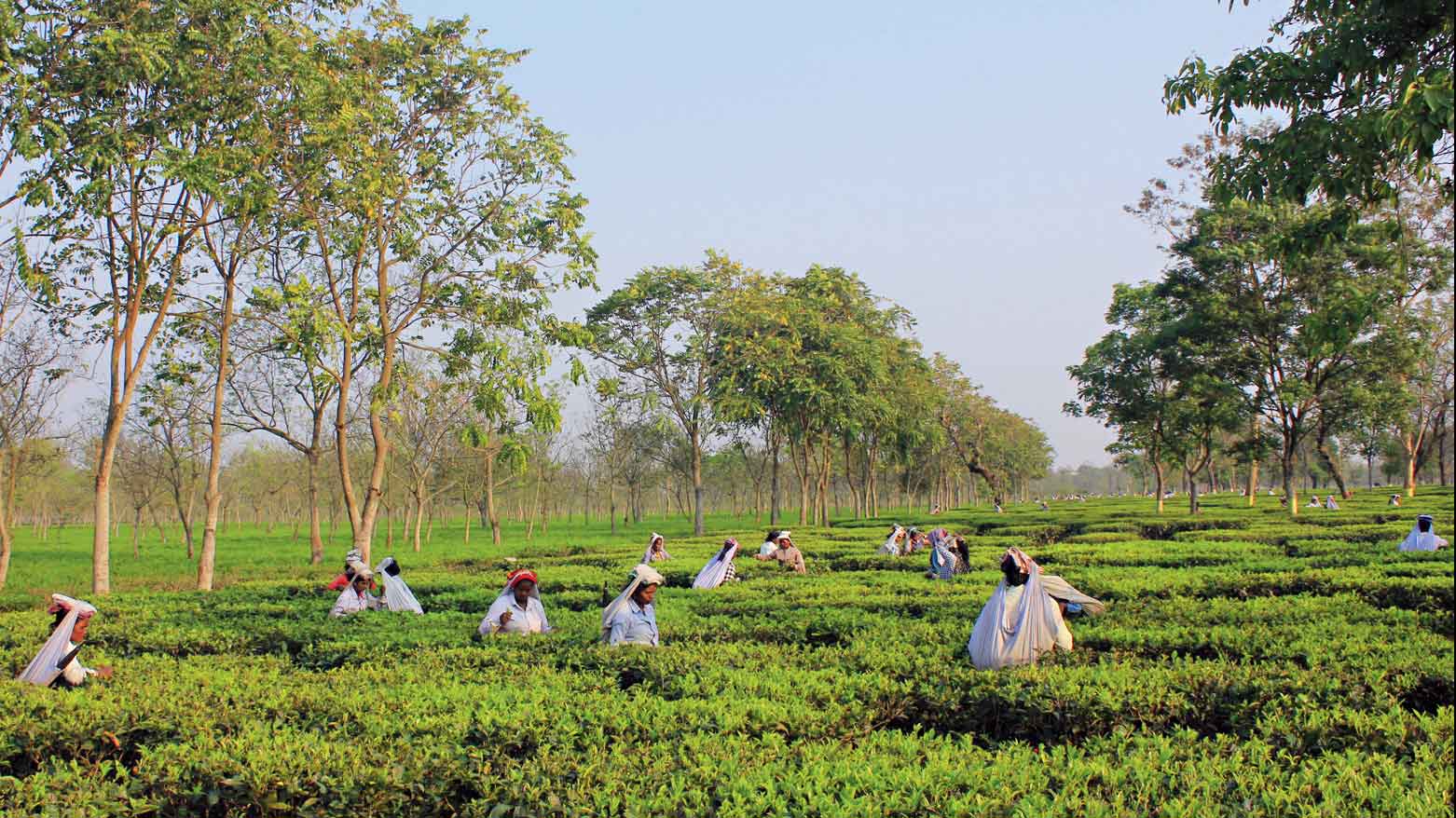 Workers at a Terai tea garden