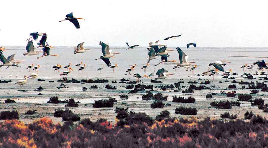 More than 12 lakh migratory birds flock to Chilika- The migrant birds are coming to the lake from Siberia, Mongolia, China and greater Himalayas