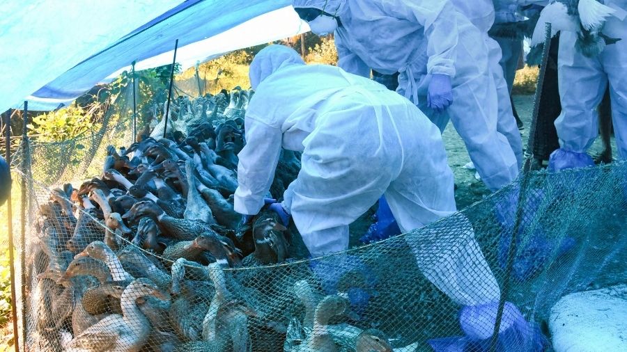 haryana - Centre sends teams to Haryana, Kerala amid bird flu scare -  Telegraph India