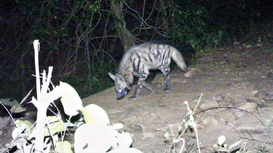 Picture of a striped hyena clicked by one of the camera traps laid by the ZSI as part of the study commissioned by the forest department