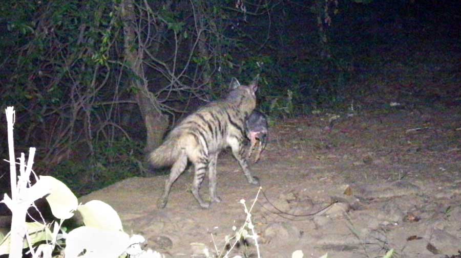 Picture of a striped hyena clicked by one of the camera traps laid by the ZSI as part of the study commissioned by the forest department