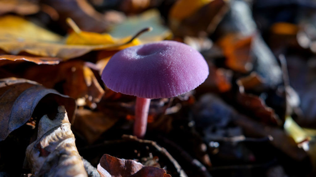 merlin sheldrake mushrooms