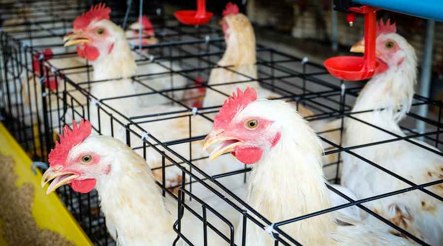 Avian influenza alert to states - the disease has killed birds in 10 states (Delhi, Gujarat, Haryana, Himachal Pradesh, Kerala, Madhya Pradesh, Maharashtra, Rajasthan, Uttarakhand, and Uttar Pradesh)