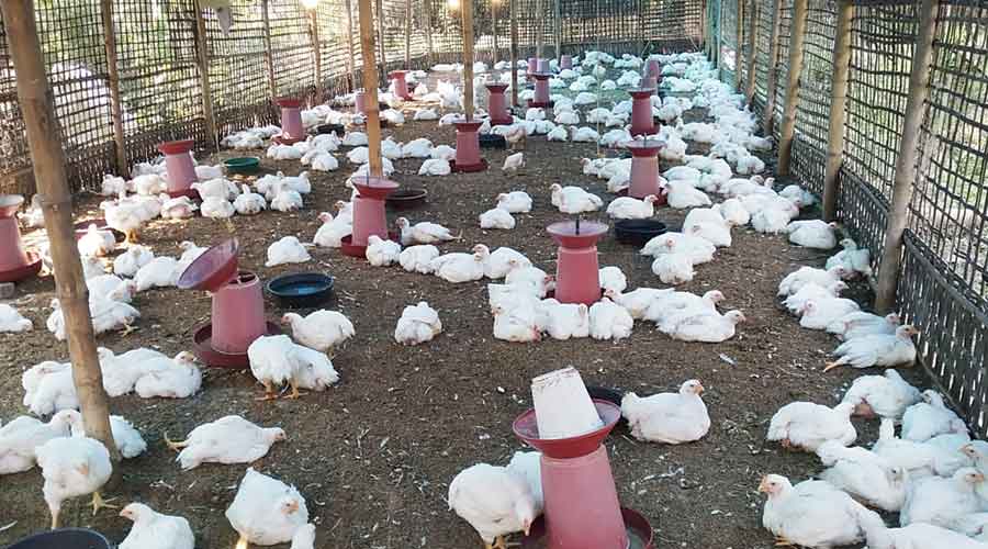 broiler poultry farm