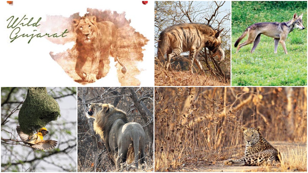 wildlife - Wild Gujarat is a collector's edition for those who love to  explore the wild - Telegraph India