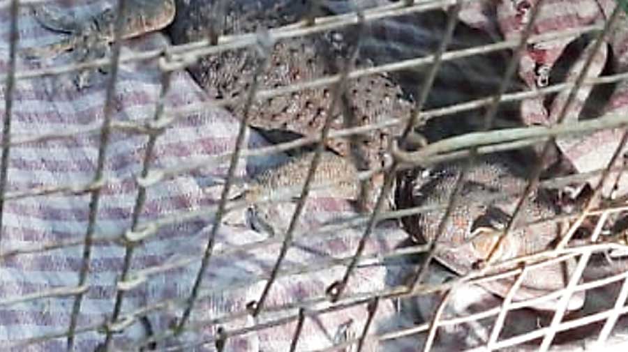 The seized tokay gecko at Sagardighi in Murshidabad on Tuesday. 
