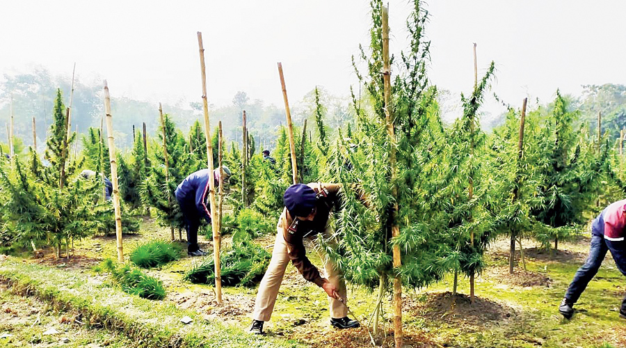 Policemen and civic volunteers destroy cannabis plants at Chandamari on the outskirts of Cooch Behar town on Thursday