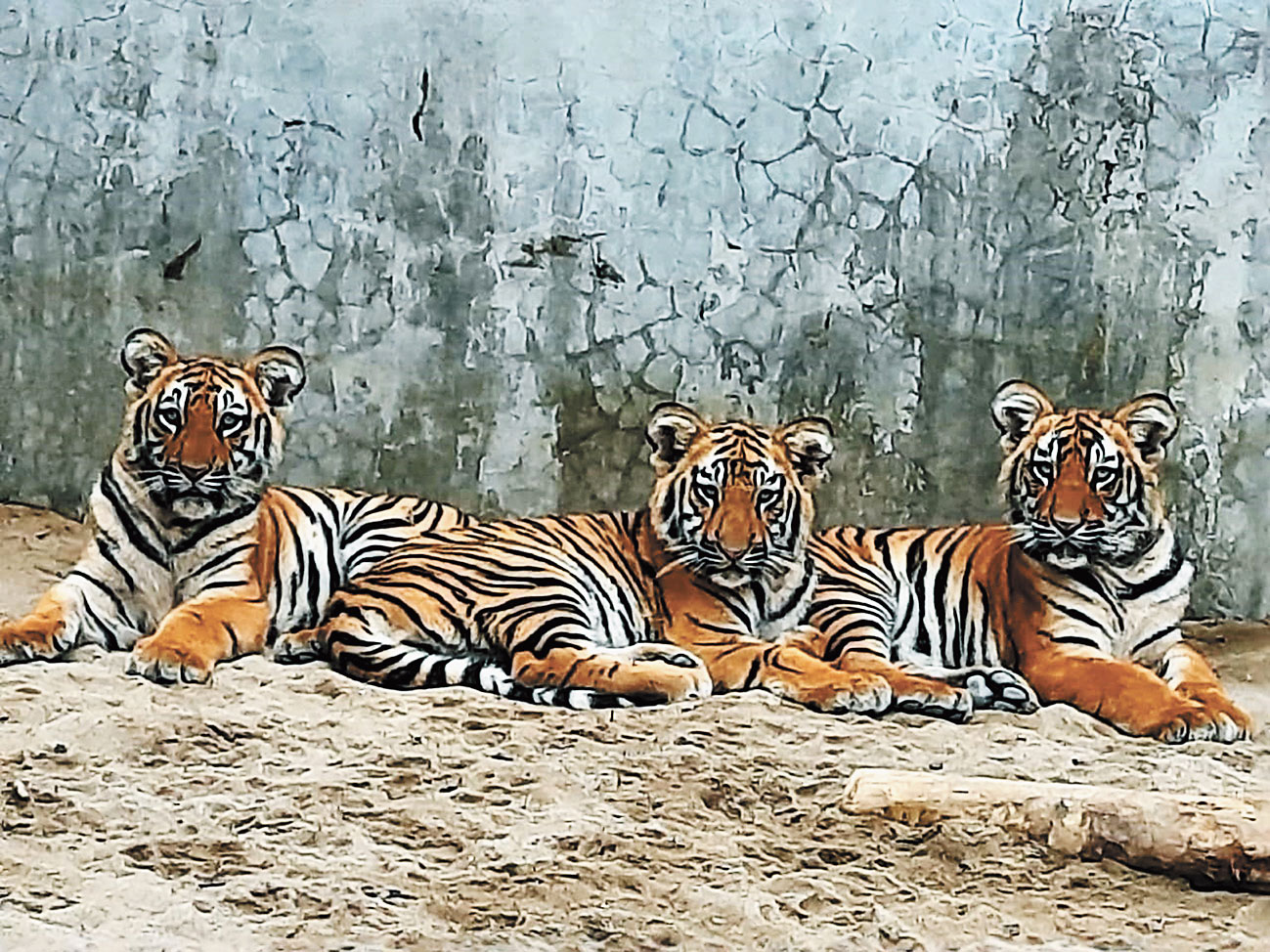 Three tiger cubs in an enclosure of the Bengal Safari Park. 