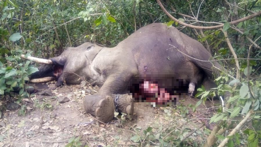 The dead body of the domesticated elephant in Betla National Park on Tuesday.
