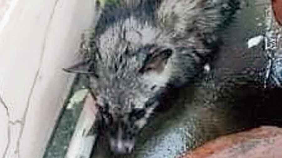 The civet cat that was rescued on Tuesday.