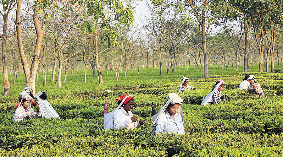 Workers pluck tea leaves in a plantation near Siliguri. 