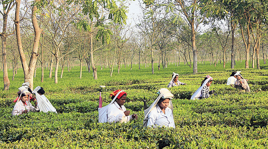    Talks for Covid-19 vaccination ease in Dooars tea belt - to start vaccination in the tea gardens in the districts of Alipurduar and Jalpaiguri