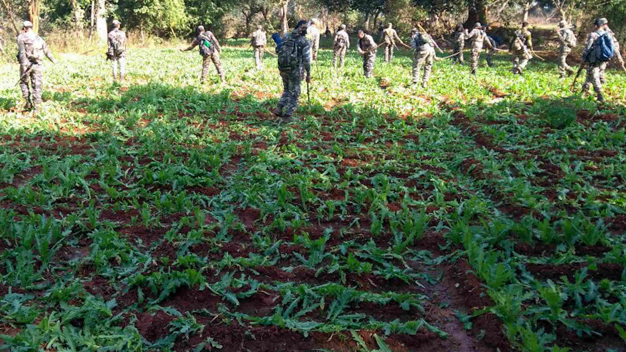 Police destroying opium at a farm at Khunti, in September last year.