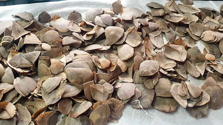 4kg pangolin scales seized at Matigara -  Alipurduar resident arrested with pangolin scales kept in a school bag