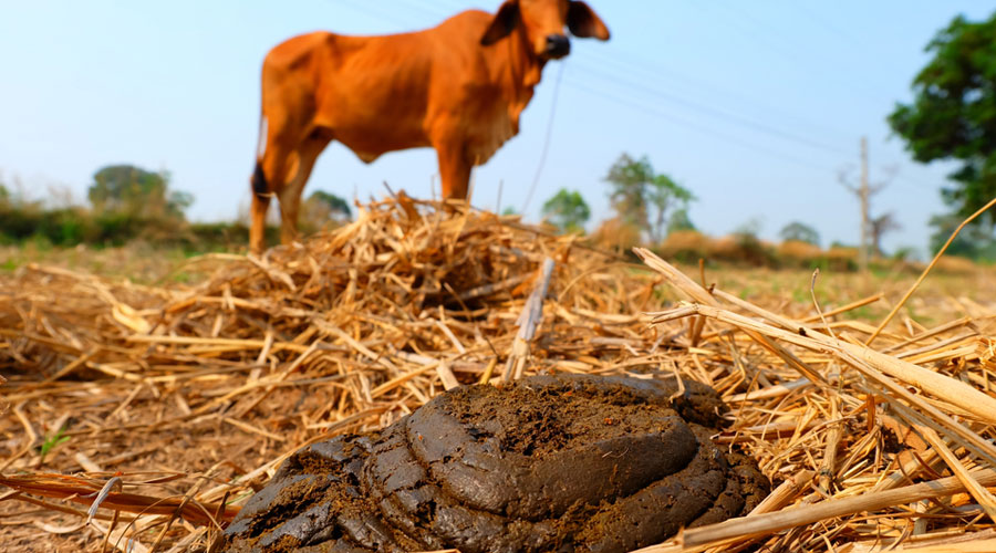 Scientists decry cow dung 'anti-radiation' claim-  experiments purportedly showed that cow dung can shield people from radiation