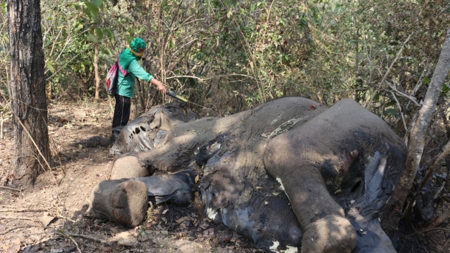The dead body of the 60-year-old elephant, in the Palamau Tiger Reserve, on Thursday.