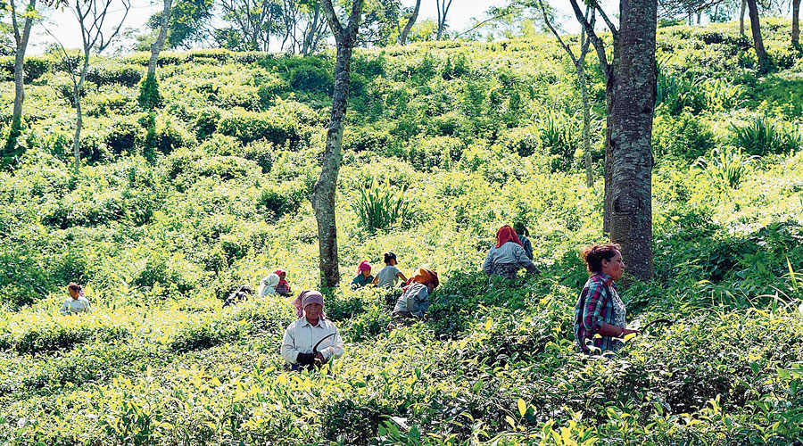 Tea Board Of India Data Show Export Dip 125560 Million Kilos Of Tea Were Produced In The 6734