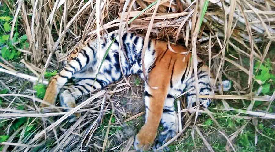 The tiger that was found dead at Valmikinagar Tiger Reserve in West Champaran  district of Bihar