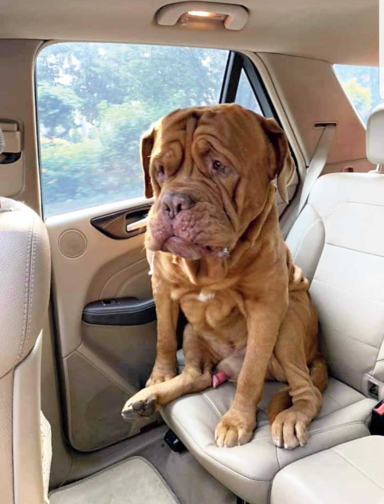 Bruce, the FE Block French Mastiff, seated by the window during a road trip 