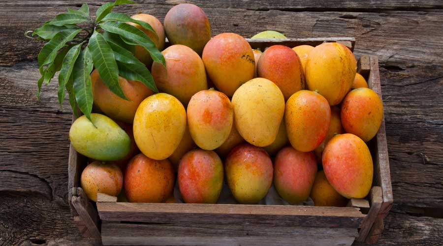 Bahrain | GI-certified consignment of Fazli mangoes from Malda exported ...