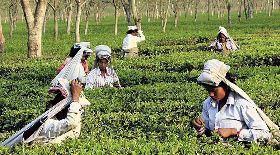 India has altogether around 2.5 lakh small tea growers who contribute around 51 per cent of the total production in the country. 