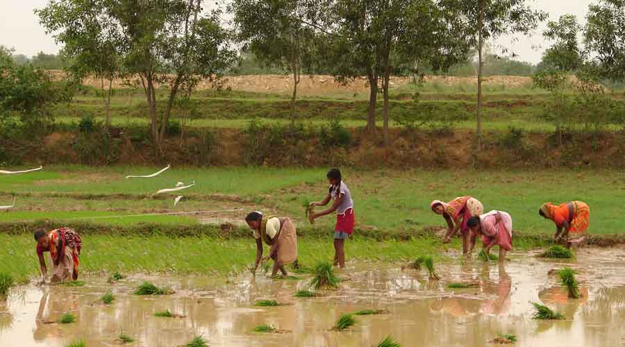 Bengal’s self-reliance in rice ran the risk of being compromised in the saline flooding.