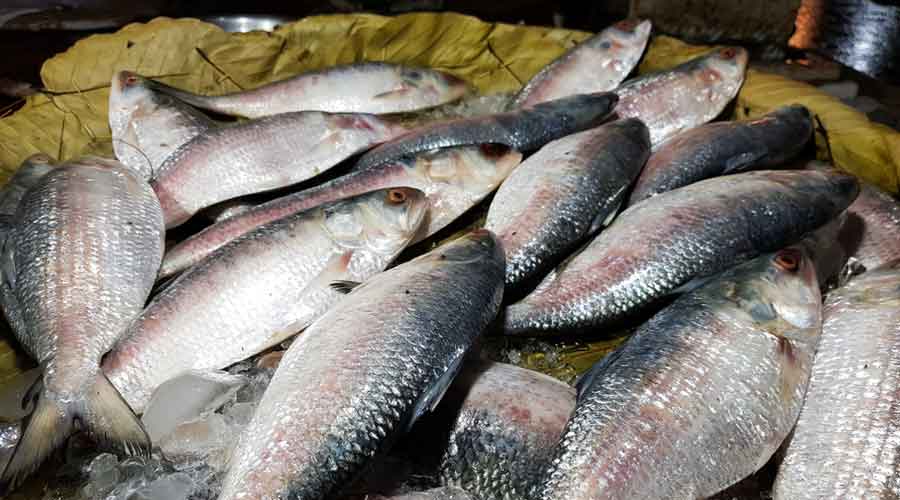 Police seized over a tonne of juvenile fish from Kakdwip that was being transported for sale.