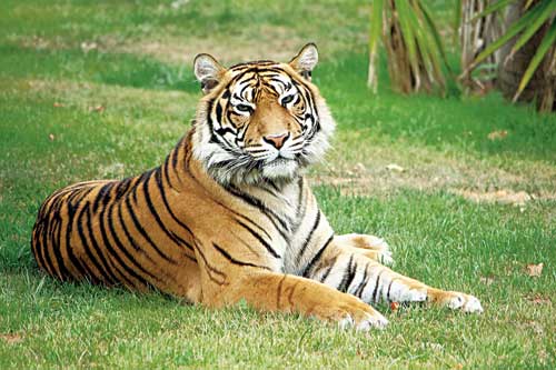A Royal Bengal tiger