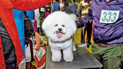 pet dogs | Show stoppers all - Telegraph India