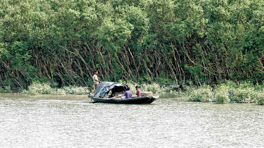 For three quarters of the 19th century, the Sunderbans witnessed constant assault. 